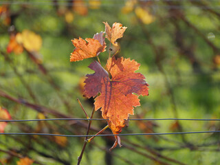 Autumn In A Vineyard, Reddish Brown Wineleaf On A Vine, Rhinehesse