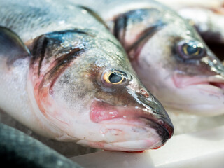 Fresh sea bream, fish at a market stall