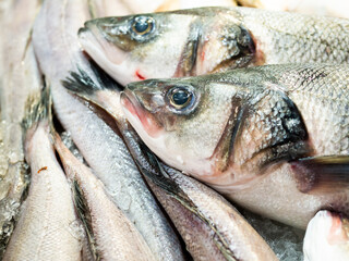Fresh sea bream, fish at a market stall