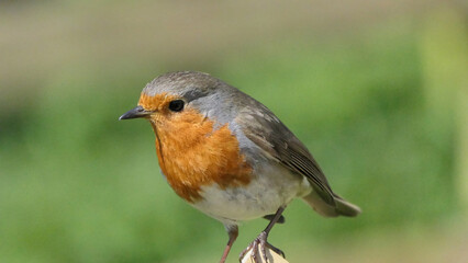 Robin sitting on a fence