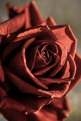 Close up on red rose with vitage overlay