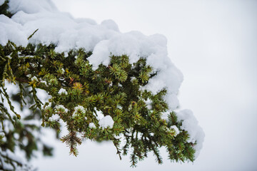 Christmas spruce fir tree branch with fresh snow