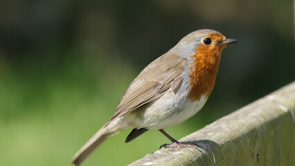 Robin sitting on a fence