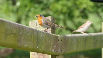 Robin sitting on a fence
