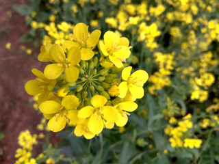Mustard flower 