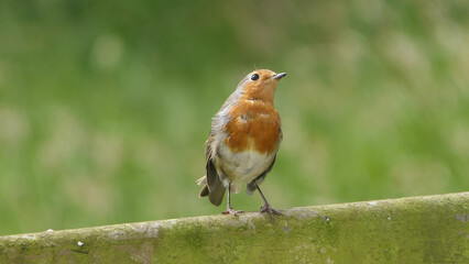 Robin sitting on a fence