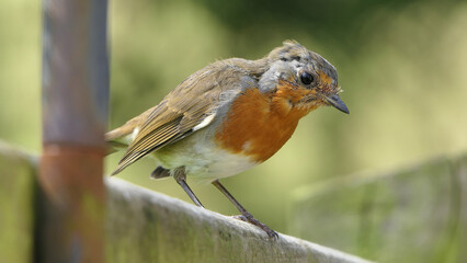 Robin sitting on a fence