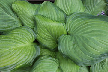 Fototapeta premium Green leaves of Hosta grow in a spring flowerbed in the park.