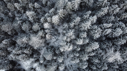 Fototapeta premium Snowy forest from a drone