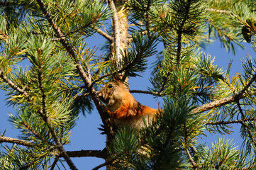 Obraz premium Curious red squirrel peeking behind the tree trunk. Red squirrel looking between the branches of yew tree.