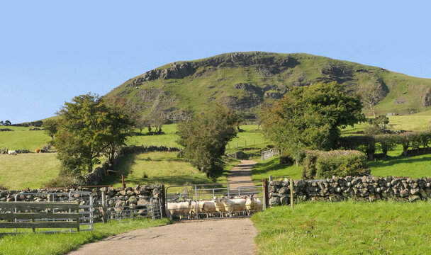 Sheep standing behind a gate on mountain Ireland