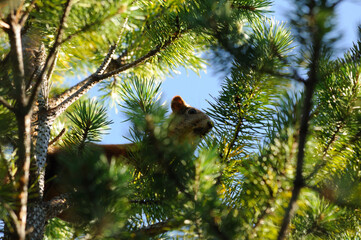 Curious red squirrel peeking behind the tree trunk. Red squirrel looking between the branches of yew tree.