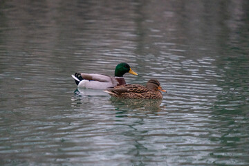 Ducks swimming in a pond