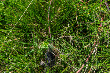 grasshopper in the grass