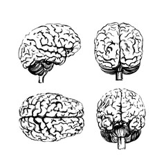 A set of brains in four angles made with a black ink brush.