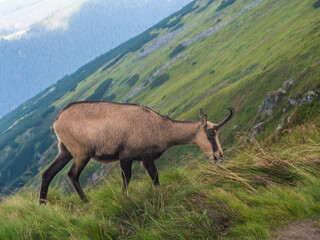 Close up Tatra chamois, rupicapra rupicapra tatrica standing on a summer mountain meadow in Low Tatras National park in Slovakia. Wild mamal in natural habitat, nature photography.