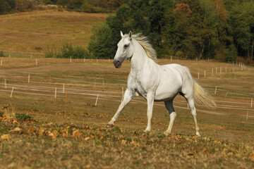 White horse galloping on meadow. Lipizzan mare on pasture. Rural scene.