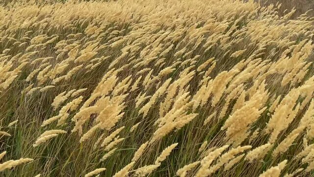 The reeds flutter in strong wind. Steppe grasses in an autumn overcast field bend under a hurricane. bad weather. Storm wind in Rostov region of Volgodonsk, Russia. Slow-motion video. Copy space