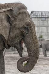 Asiatic Elephant, Elephas maximus Close up Vertical photo