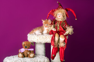 A nice red maine coon kitten and an elf at Christmas.