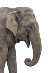 Asiatic Elephant, Elephas maximus Portrait Isolated