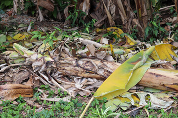 Naklejka premium Parts of the banana tree trunk lying on the ground.