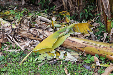Parts of the banana tree trunk lying on the ground.