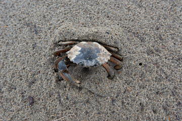 Granchio in spiaggia - Chak Chak!