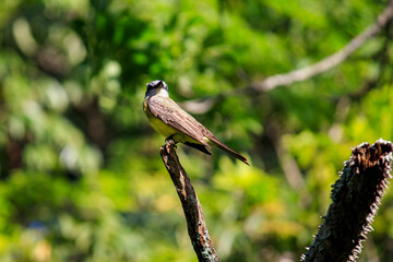 Tyrannus melancholicus