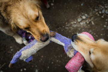 Golden retrievers play tug of war with a purple toy.