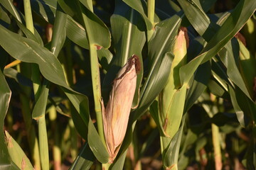 Ears of corn in a fall field