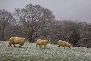 Sheep with a light dusting of snow in a field on the Brecon Beacons, South Wales UK
