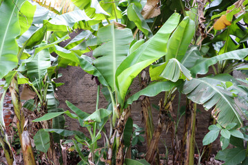 A beautiful banana tree in the home garden.