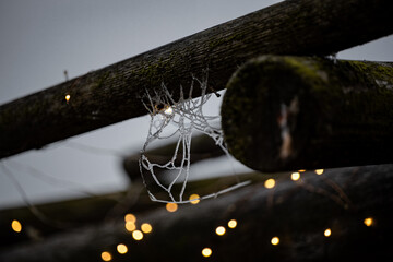 Spider Webs covered with snow and frost. Frozen tree branch in winter forest. Beautiful winter season background. Soft selective focus.

