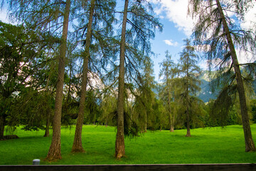 Fototapeta na wymiar trees in the park (Vorarlberg, Austria)