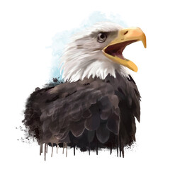 Obraz premium Un aquila calva (Haliaeetus leucocephalus) che grida. Dipinto
