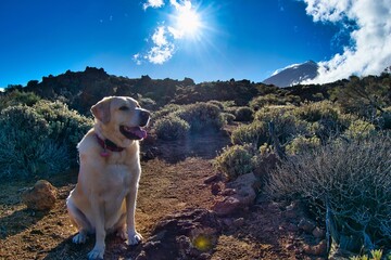 Golden Retriever Labrador posando de lado con el Teide de fondo