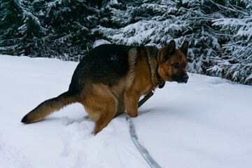 A dog poops in the woods in winter. A pooping dog. A pooping German Shepherd.