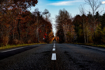 北海道の林をまっすぐと進む道路