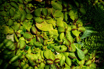 一面に広がるしわしわとした葉