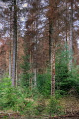 Fototapeta premium Dying forest: stand of fir trees, infected by Honey mushrooms, Armillaria ostoyae, and dead or dying