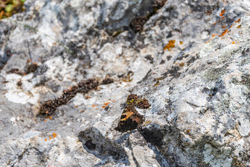 butterfly on the stone