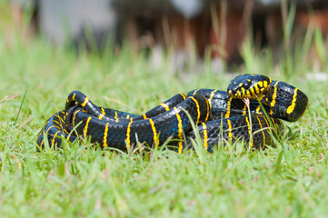 Boiga dendrophila, commonly called the mangrove snake or the gold-ringed cat snake