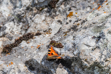 butterfly on the stone