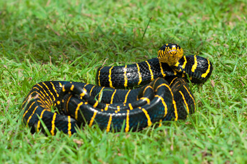 Boiga dendrophila, commonly called the mangrove snake or the gold-ringed cat snake
