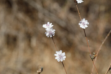 White head inflorescences bloom on Chaparral Wirelettuce, Stephanomeria Diegensis, Asteraceae, native herbaceous annual in Franklin Canyon Park, Santa Monica Mountains, Transverse Ranges, Autumn.