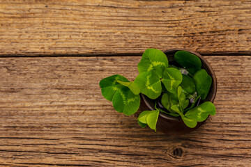 Fresh clover bouquet in ceramic cup. Good luck symbol, St.Patrick's Day concept