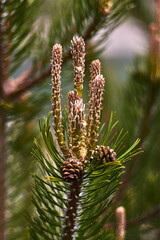 Closeup of a bud, on the branch of a pine, full of green needle-shaped leaves