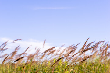 Blur. Fluffy ears blossoms of the wild grass in the middle of summer on a background of blurred blue sky.