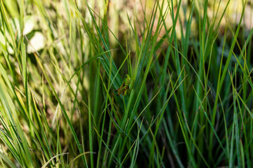 Meadow Grasshopper (Chorthippus parallelus) stares directly at the camera and sits on a blade of grass in a green meadow in a Bavarian nature reserve near the Alps - Bärnsee, Aschau, Germany


